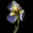 PG14 Iris Oriental (Iris Taizo)   ()