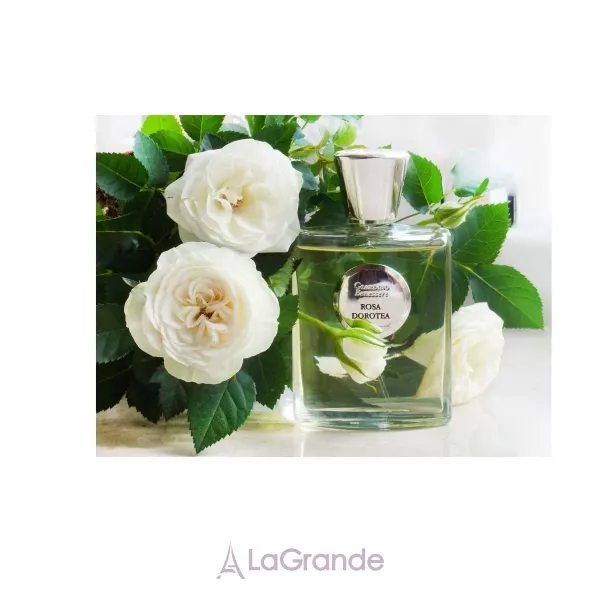 Giardino Benessere Rosa Dorotea ����������� ����