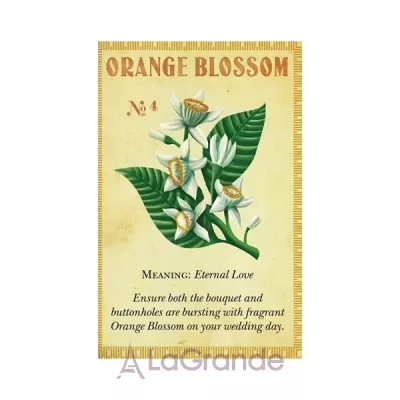 Penhaligon`s Anthology Orange Blossom   ()