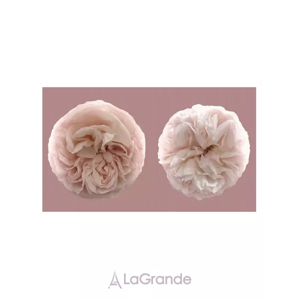 Les Parfums de Rosine Rose Nue ��������������� ����