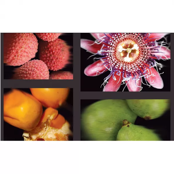 Keiko Mecheri Passiflora ��������������� ���� (������)