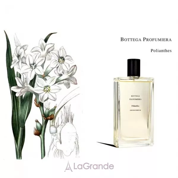 Bottega Profumiera Rose Poudre ��������������� ���� (������)