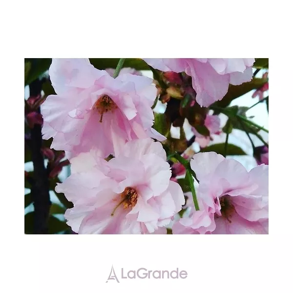 Lazell Amazing ��������������� ����