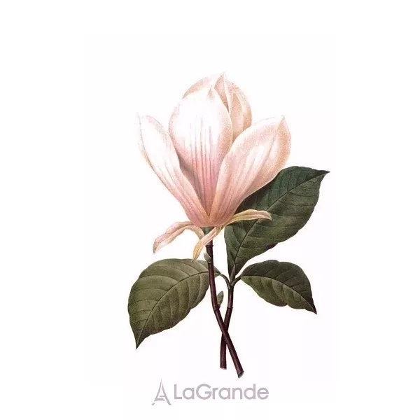 Les Parfums de Rosine Le Magnolia de Rosine ��������������� ����