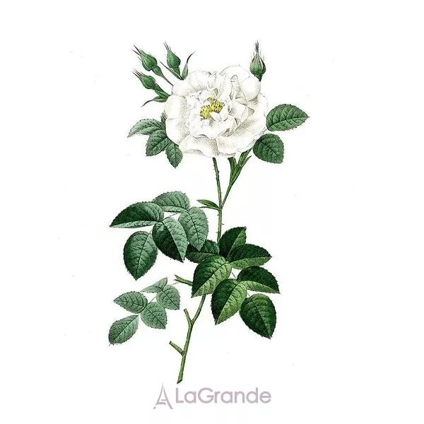 Les Parfums de Rosine  Ballerina No 4 ��������������� ���� (������ ��� ��������)