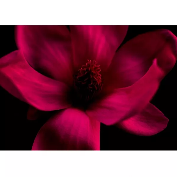 Bvlgari Splendida Magnolia Sensuel ����������� ����