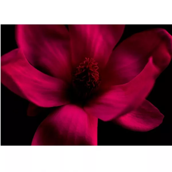 Bvlgari Splendida Magnolia Sensuel ����������� ���� (������)