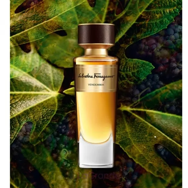 Salvatore Ferragamo Vendemmia ��������� ����