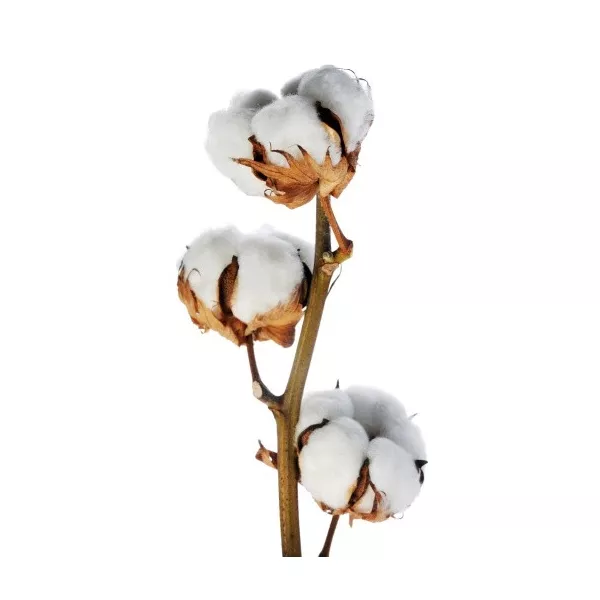 The Merchant of Venice Light Cotton ��������� ����