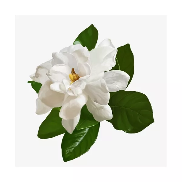 The Merchant of Venice White Gardenia ��������� ����