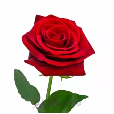 Memo Very Red Rose  