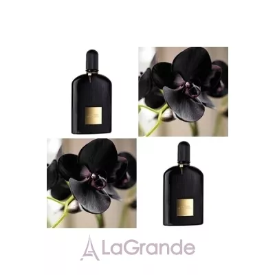 Tom Ford Black Orchid  (  50  +  10 )