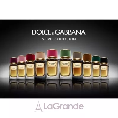 Dolce & Gabbana Velvet Rose   ()