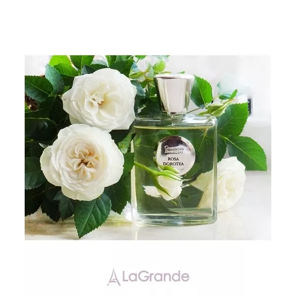 Giardino Benessere Rosa Dorotea ��������������� ���� (������ ��� ��������)