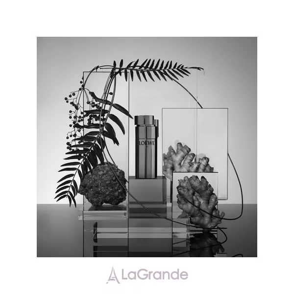 Loewe 7 Plata �������� ����