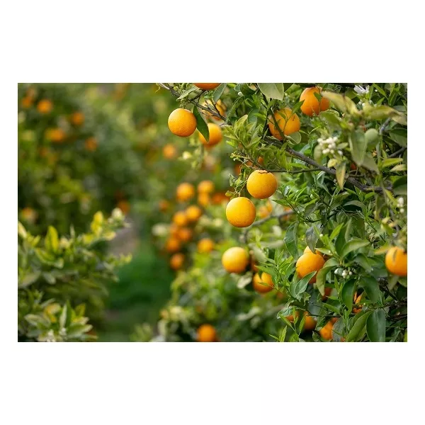 Rance 1795  Sharisme Insense ����������� ����