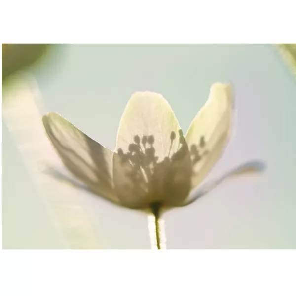 Boucheron Neroli d'Ispahan ��������������� ���� (������)