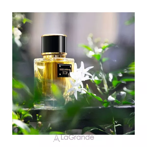 Dolce & Gabbana Velvet Sicily ��������������� ���� (������)
