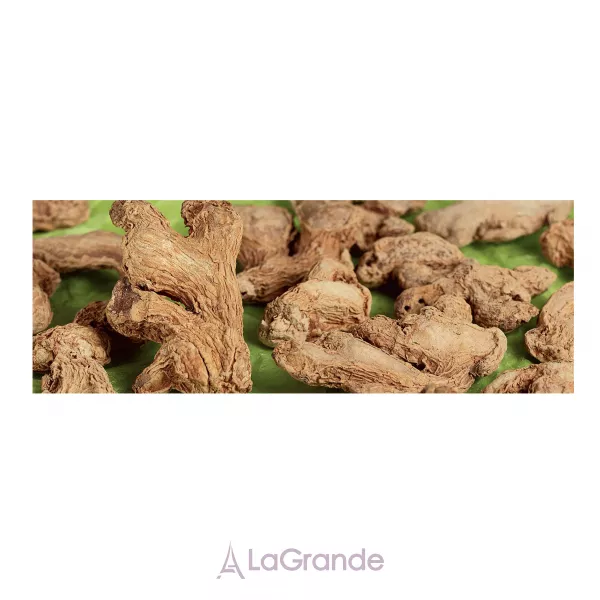 Bodyfarm Ginger Shampoo For Oily Hair ������� ��� ������� ������� � �������