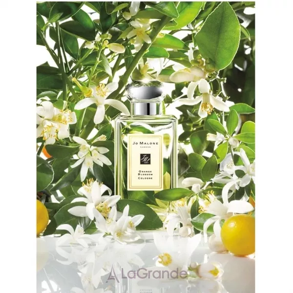 Jo Malone Orange Blossom ���� ��� ����