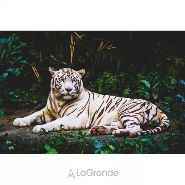 Pierre Guillaume 11.1 Indian Wood ����������� ����