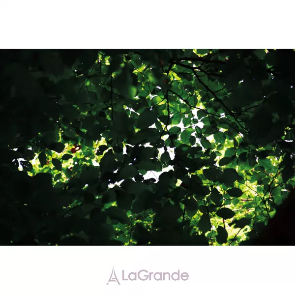 Pierre Guillaume 9.1 Komorebi ��������������� ����