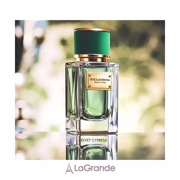 Dolce & Gabbana Velvet Cypress ����������� ���� (������)