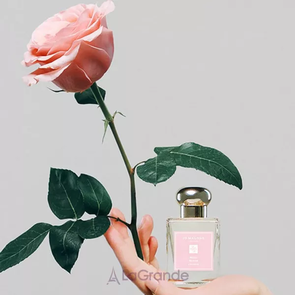 Jo Malone Rose Blush Cologne 2023 �������� (������)