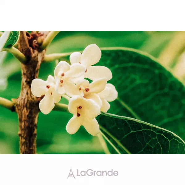 Olibanum Osmanthus ��������������� ���� (�������)