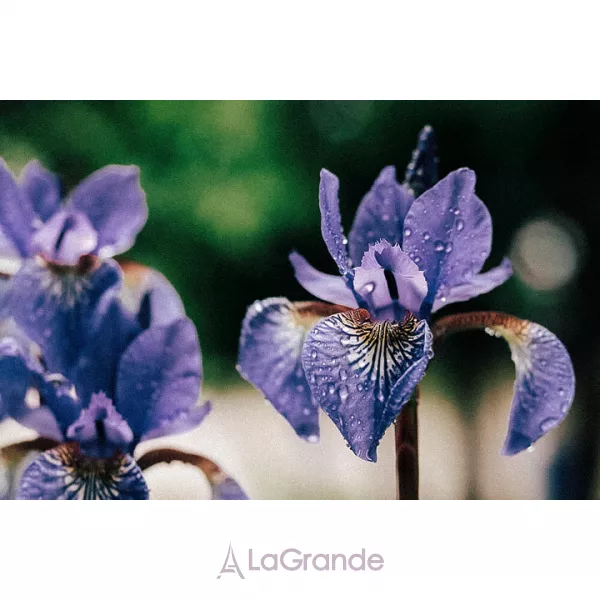 Olibanum  Iris ��������������� ���� (�������)