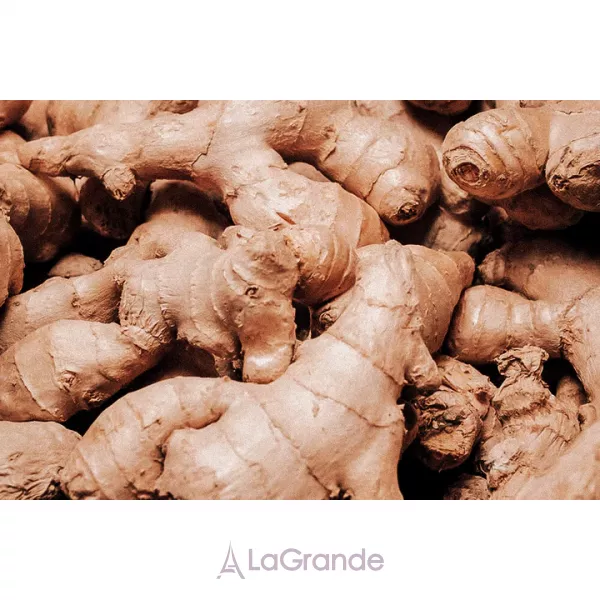 Olibanum Gingembre ��������������� ���� (�������)
