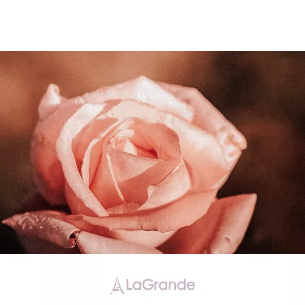 Olibanum Rose ��������������� ���� (�������)