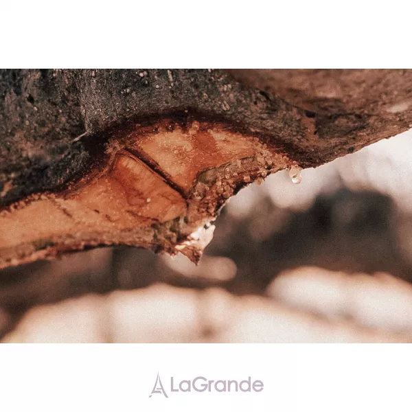 Olibanum Sacra ��������������� ���� (�������)