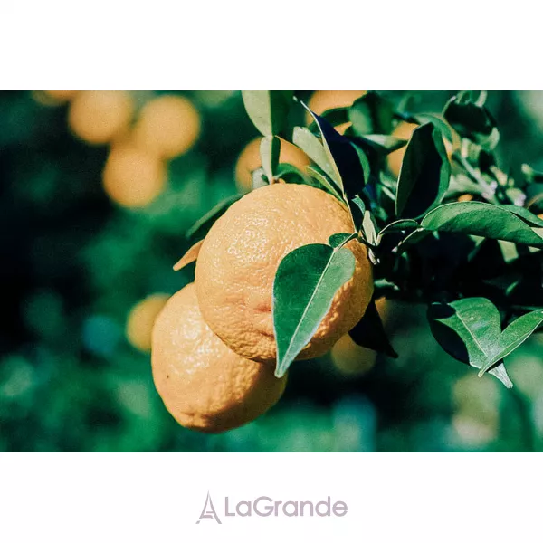 Olibanum Yuzu ��������������� ���� (�������)