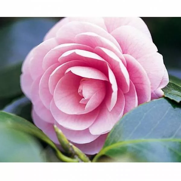 Keiko Mecheri Camellia ��������������� ���� (������)