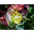 Lolita Lempicka Fleur Defendue (Forbidden Flower)  