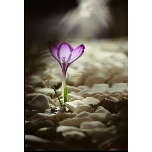 Amouroud Safran Rare ����������� ���� (������)