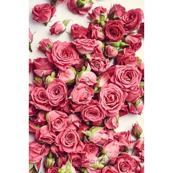 Paul Smith Rose Limited Edition 2017 �������� ����
