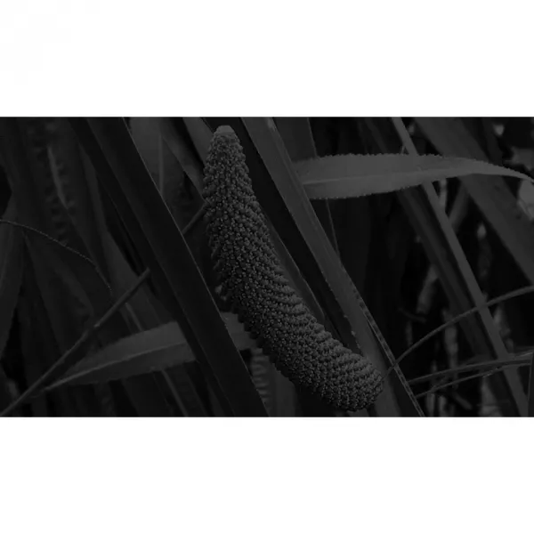 Carner Barcelona Black Calamus ����������� ����