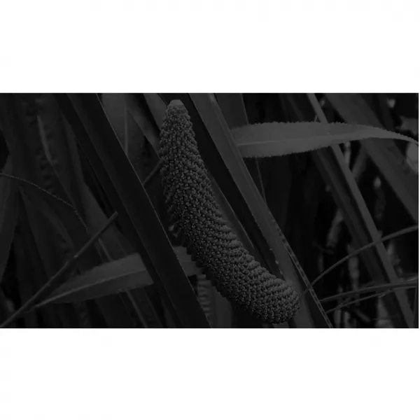 Carner Barcelona Black Calamus ��������������� ���� (������)