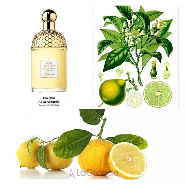 Guerlain Aqua Allegoria Bergamote Calabria �������� ����